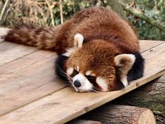 -都江堰中华大熊猫苑