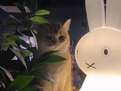 -咖法森林·咖啡  酒吧(天河店)