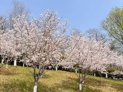 -羊山湖公园