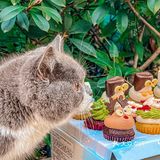 🧁已经忍不住要过圣诞节了！！