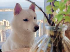 -柴犬小屋·柴餐厅·狗咖食堂(金鼎广场店)