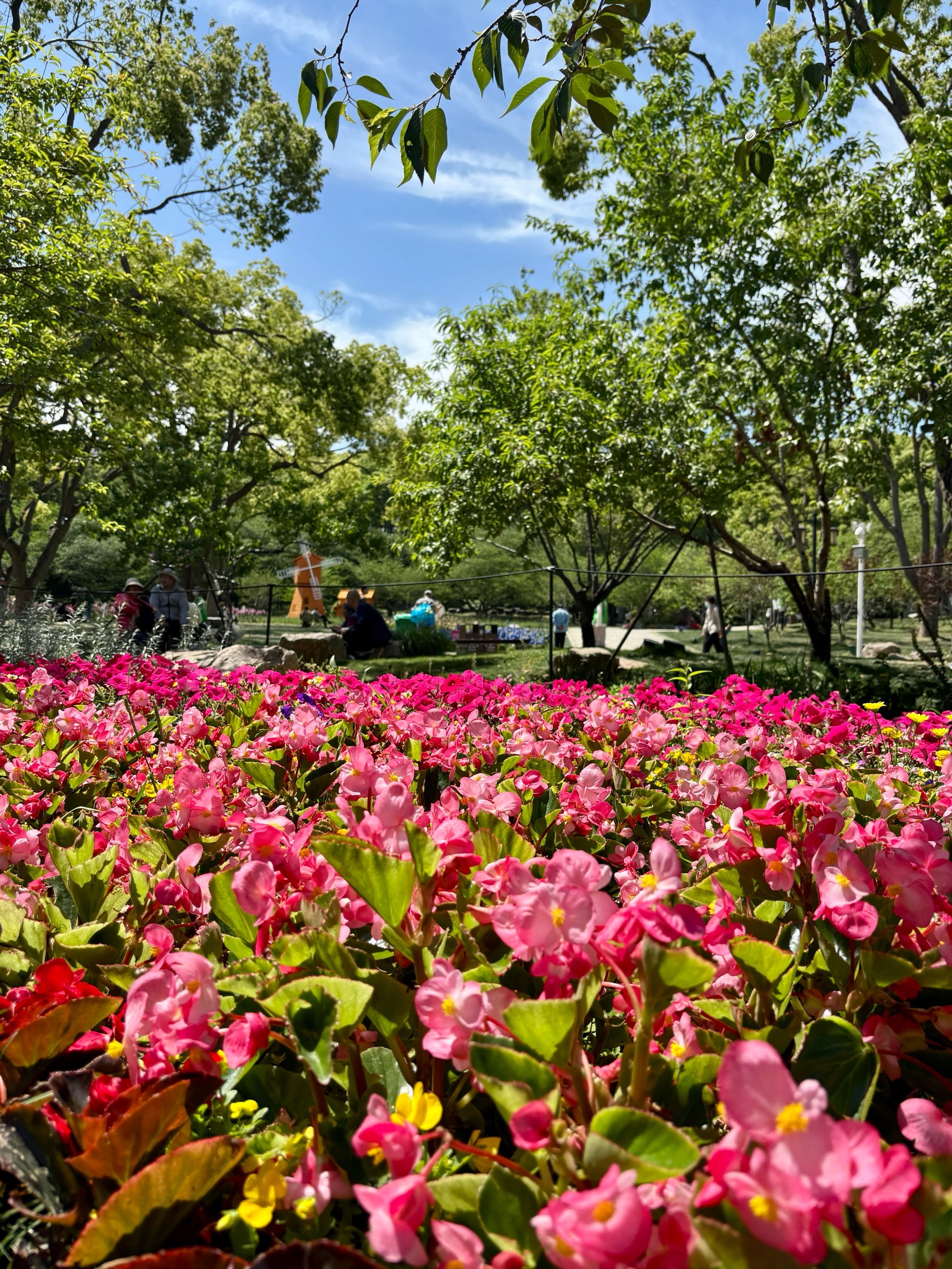 苏州小众遛娃赏花宝藏公园