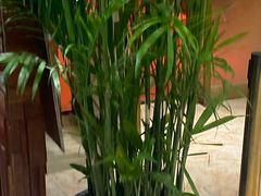 -北京汉斯特自助烤肉(临朐店)