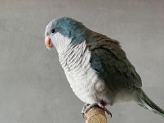 -吉丁鸟咖·异宠·寄养