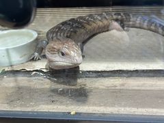 -酷以爬仙阁实体爬宠店·守宫·蜥蜴·专业繁育