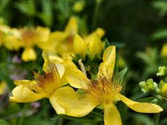 -黑龙江省森林植物园