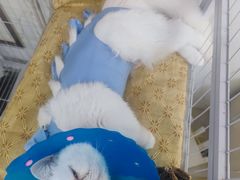 -伟伟宠物医院·CT影像中心·瑞派犬猫综合性门诊(汉口总院)