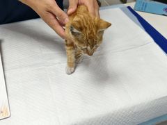 -博特宠物医院24h犬猫全科.骨科·异宠