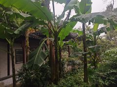 -秋霞圃