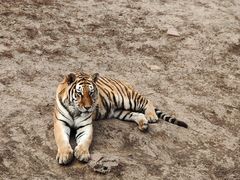 -沈阳森林动物园