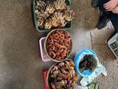 -云南木水花野生菌交易中心