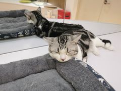 -COLOR PETS 撸猫馆·购猫·猫咖(长风大悦城店)