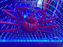 -蟹之国·精品蟹料理(极地店)