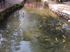 iphone_upload_pic-可心烤鱼