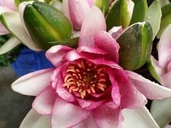 -三圣花乡旅游区