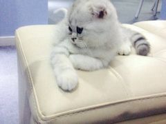 iphone_upload_pic-喵的天空名猫咖啡馆·撸猫·猫舍·用品