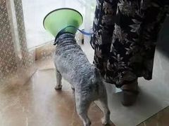 -A猫a狗全科·犬猫异宠·芥西宠物医院(南开总院)