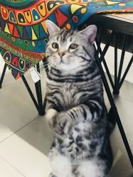 -幸运7纹身刺青Lucky7tattoo