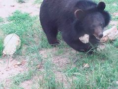 -黑瞎子岛探秘野熊园