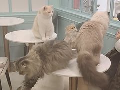 -安格丽娜·狗咖·猫咖羊驼咖(春熙路百盛商场店)