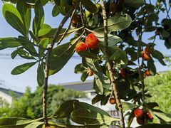 -宝岩生态观光园