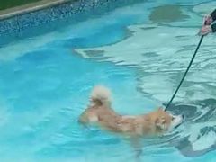 -汪说喵讲宠物乐园宠物酒店(红星美凯龙店)