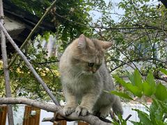 -喵屿·大理花园猫咖