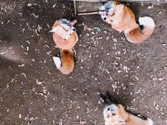 -宫城藏王狐狸村