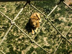 -西霞口神雕山野生动物世界