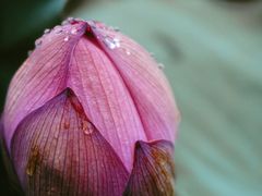 -陈家山荷花公园