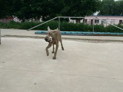 -宠物寄养训练学校