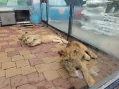 -大连森林动物园