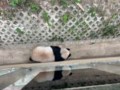 -泉州海丝野生动物世界