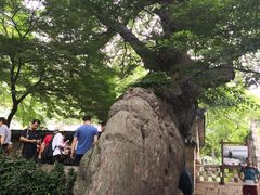 -青岛崂山太清宫