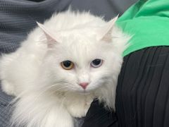 -创凡宠物医院·骨专科  猫科中心(西乡分院)