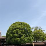 那个水池的水貌似可以直接饮用