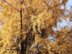 -四川大学(华西校区)