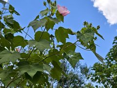 -昆山城市生态森林公园