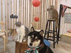 -柴迷FANS CLUB·柴犬狗咖·猫咖