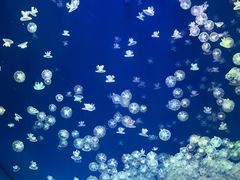 -海合安武汉极地海洋公园