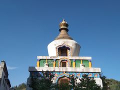 -塔尔寺菩提树