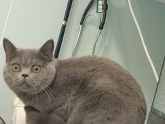 -纳吉亚猫专科动物医院·北北分院