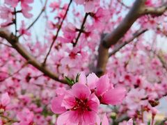 -永定河休闲森林公园