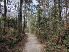 -青龙山国家森林公园