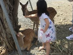 -鹿境梅花鹿生态园区