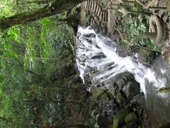 -莫里热带雨林景区