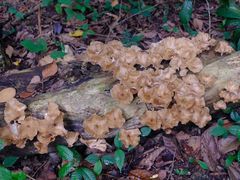 -武吉知马自然保护区