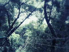 -清迈丛林飞跃 JungleFlight