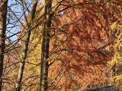 -上海海湾国家森林公园