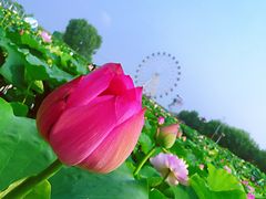 -白洋淀景区